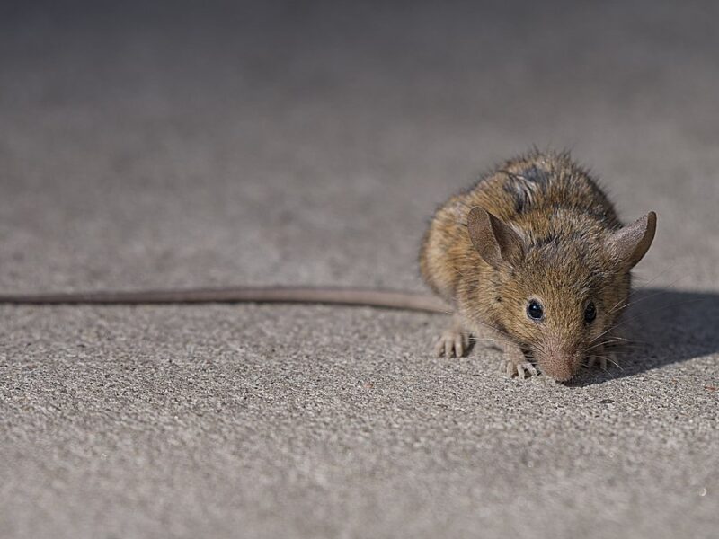 pandemic rodents boston