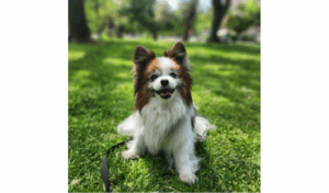 Foxie the dog. Photo courtesy of Alison Foley.