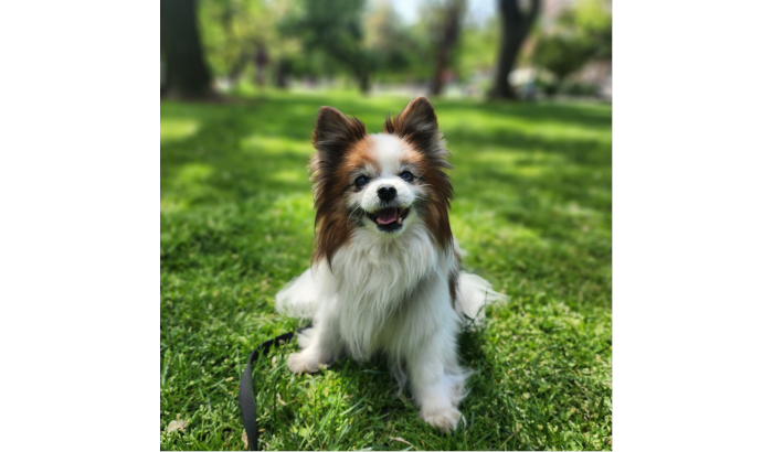 Foxie the dog. Photo courtesy of Alison Foley.